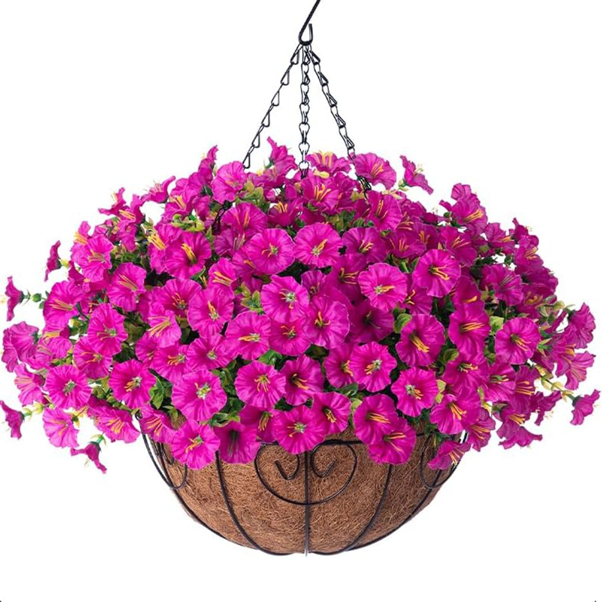 HyeFlora morning glory bundles showcase vibrant color for outdoor displays.