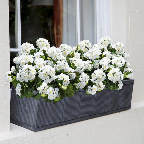 HyeFlora outdoor-ready geraniums resist sun with UV protection.