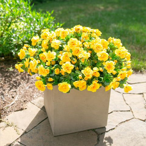 HyeFlora porch decoration with yellow camellias in a planter for curb appeal.