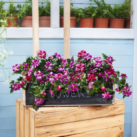 HyeFlora UV-resistant petunias offer fast, hassle-free arrangement in planters.