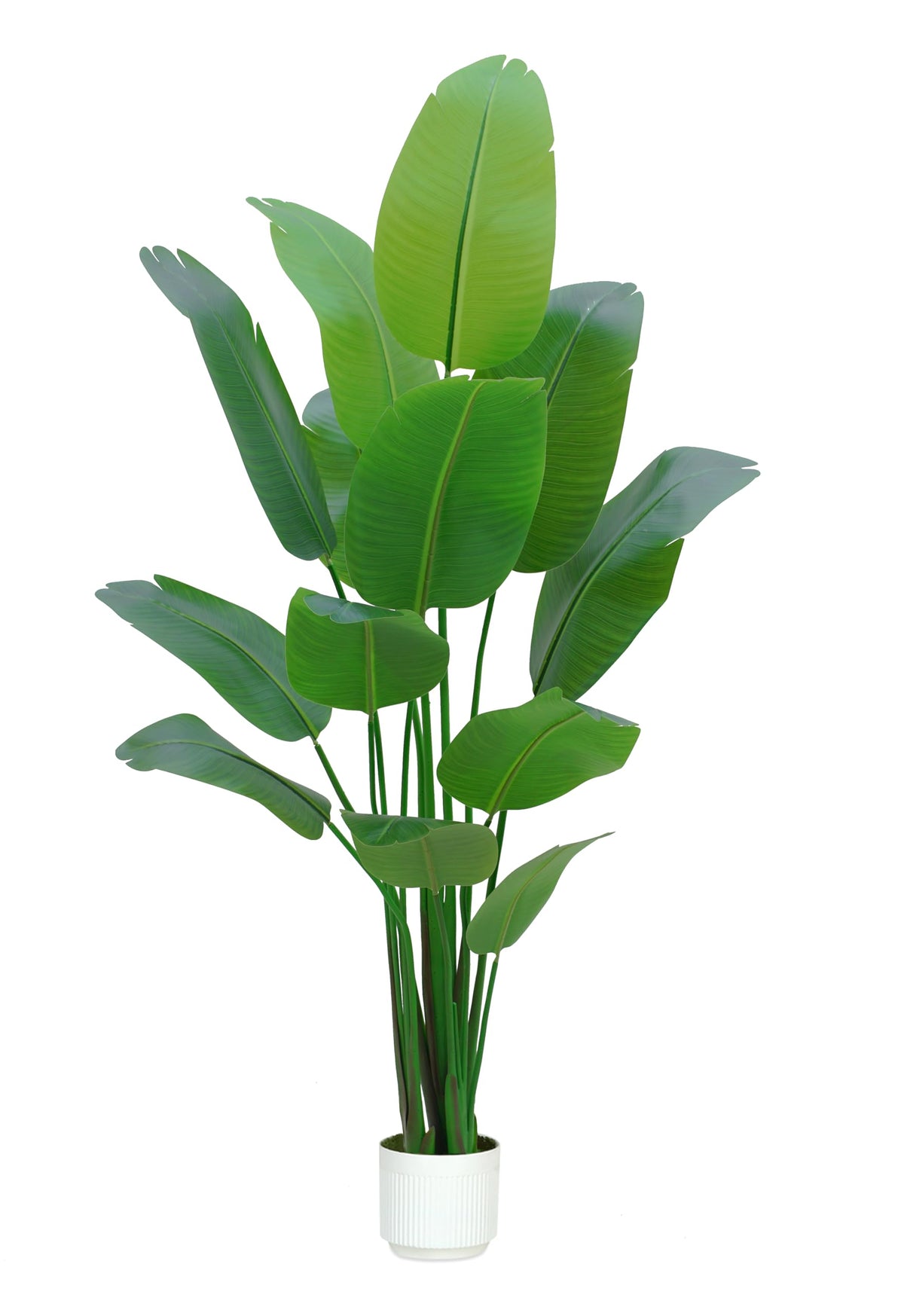 HZXGCP Bird of Paradise 7ft trunked plant enhances living room ambiance.