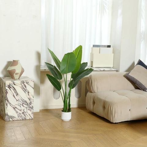 HZXGCP Bird of Paradise indoor or sheltered outdoor usage in modern spaces.