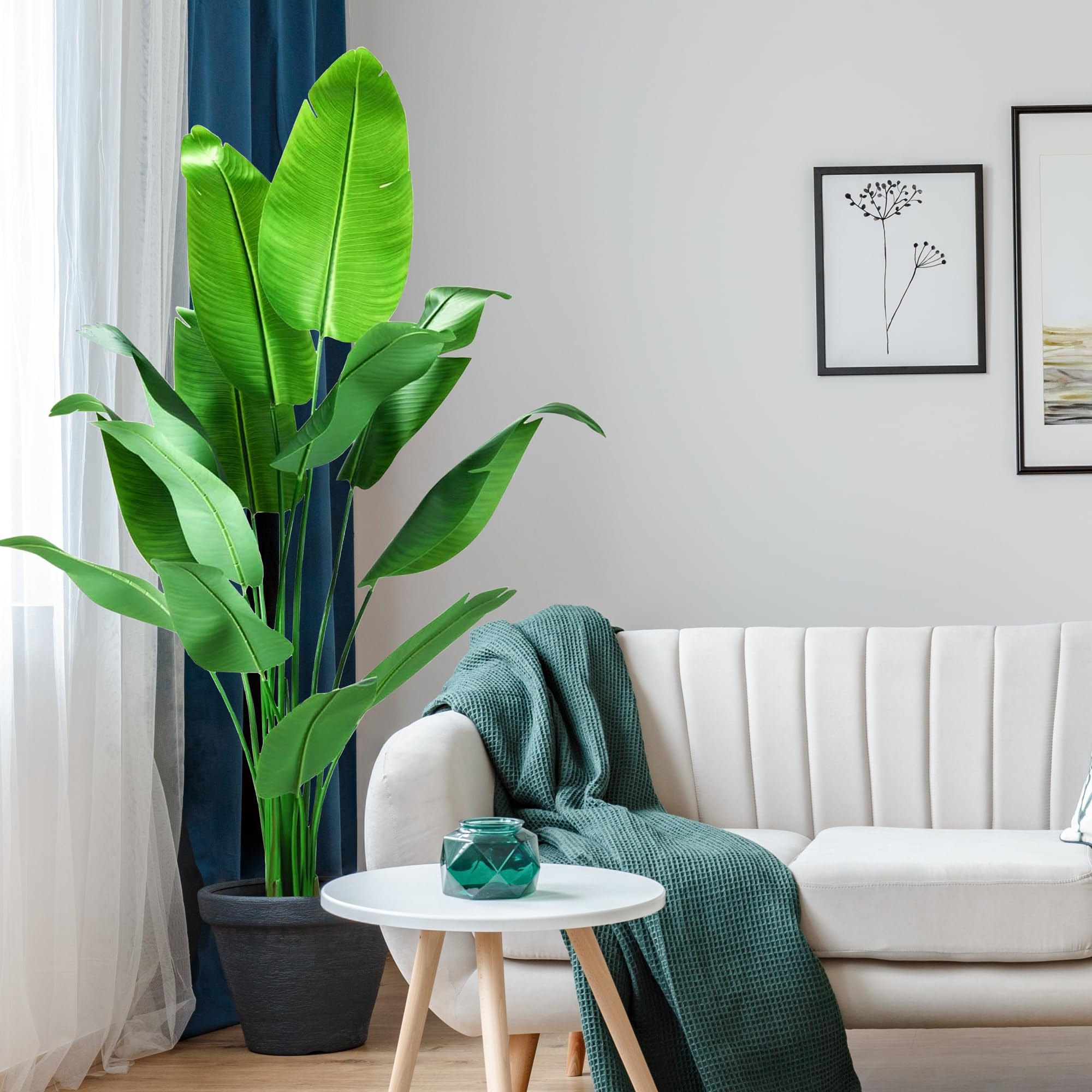 HZXGCP Bird of Paradise outdoor-ready in sheltered spaces.