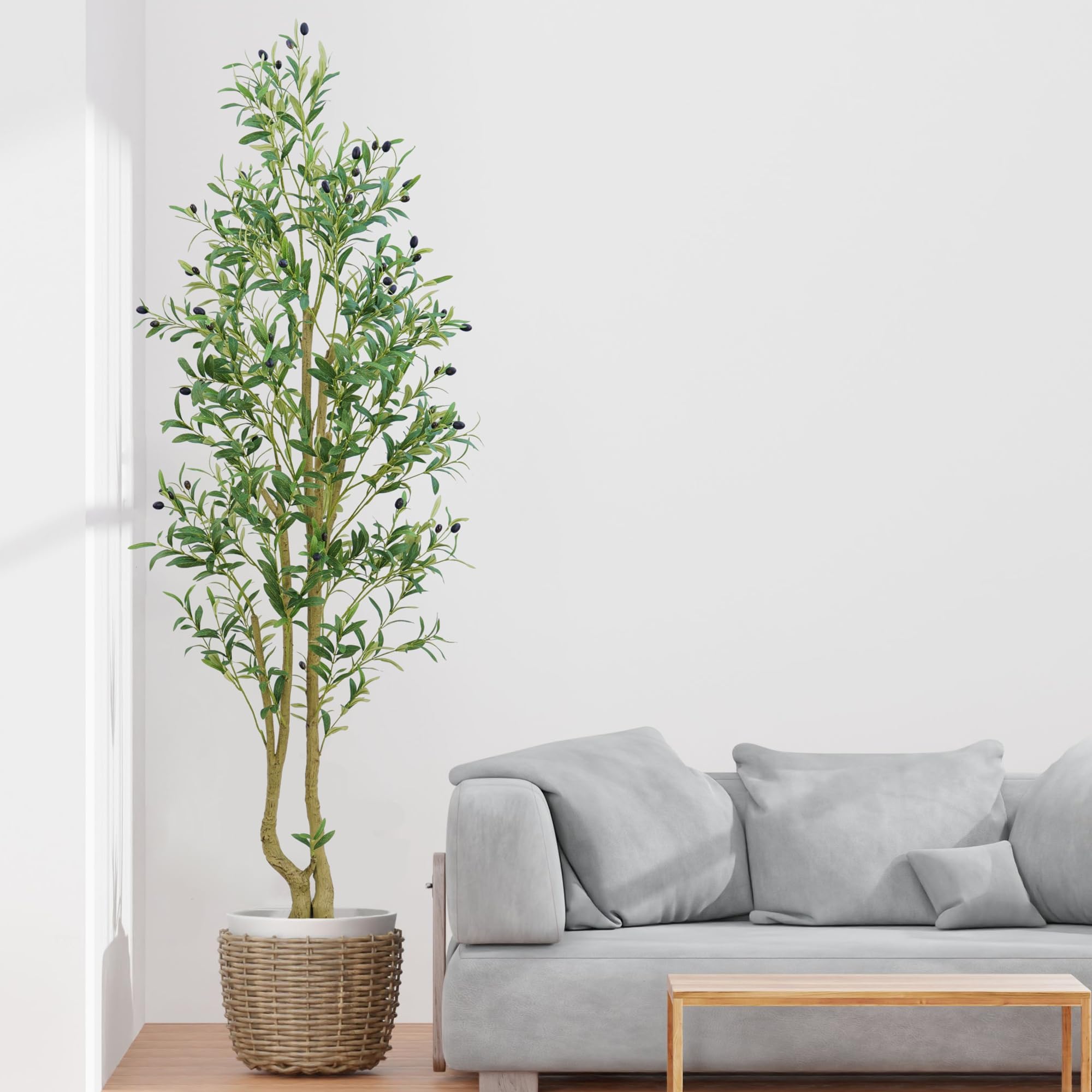 HZXGCP Olive Tree 6ft tall with natural silhouette for home or office.
