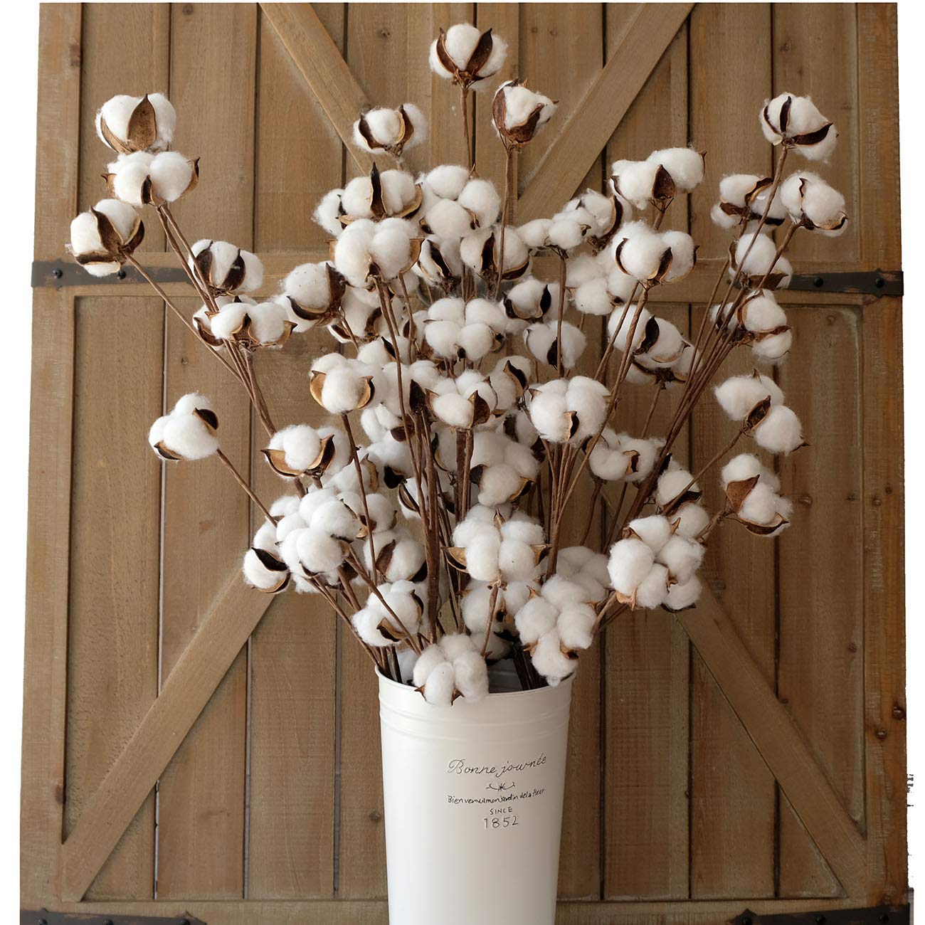 Idyllic cotton stems 31-inch tall display in a tall vase for rustic decor