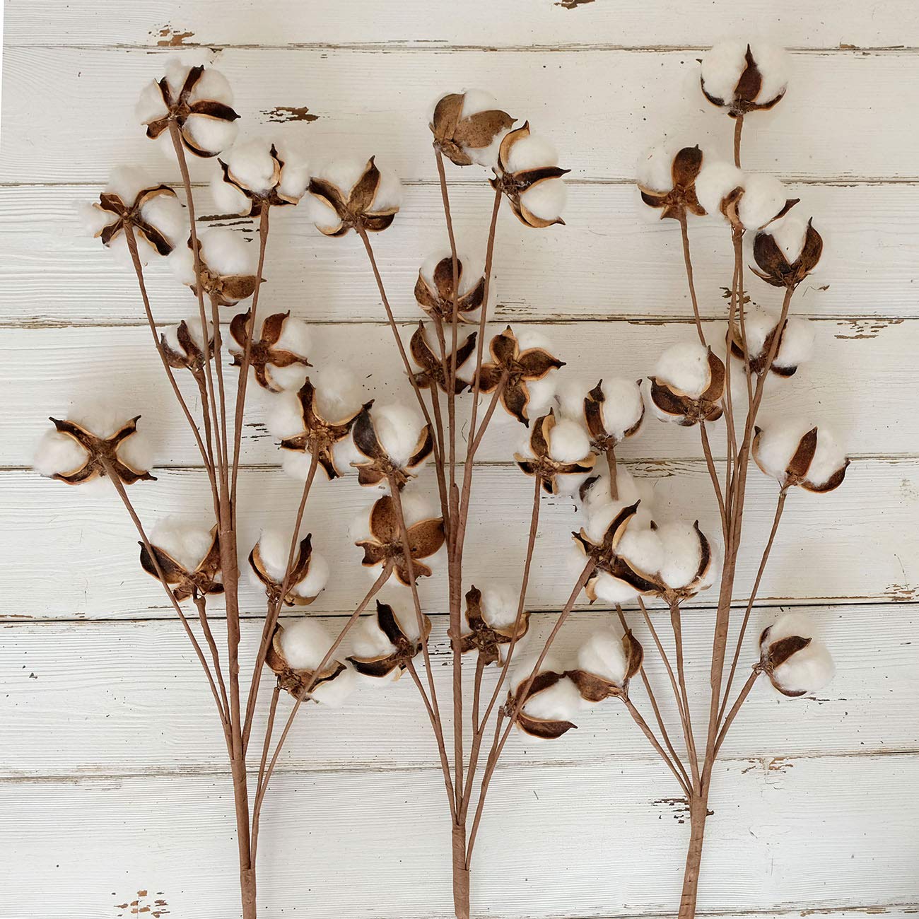 Idyllic cotton stems hanging as wall decor for a warm accent