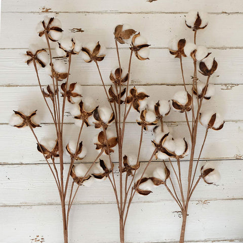 Idyllic cotton stems hanging as wall decor for a warm accent