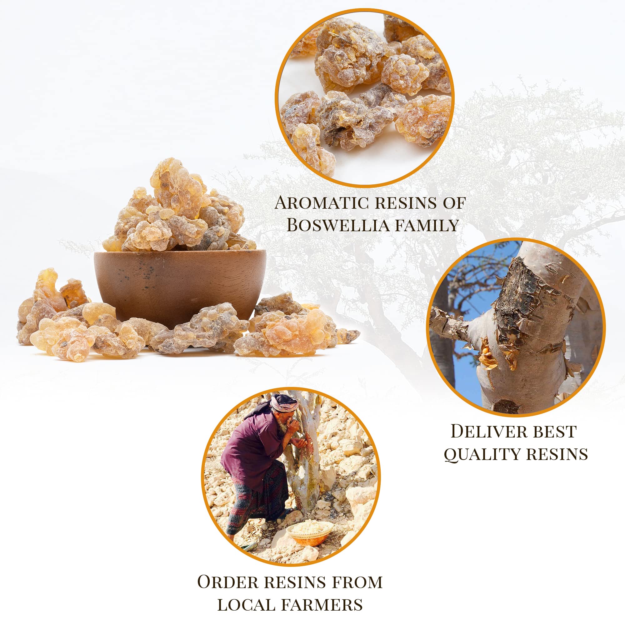 Igneous Frankincense resin harvest 2025 close-up highlights aroma potential.