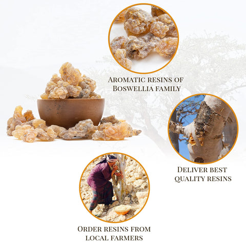 Igneous Frankincense resin harvest 2025 close-up highlights aroma potential.