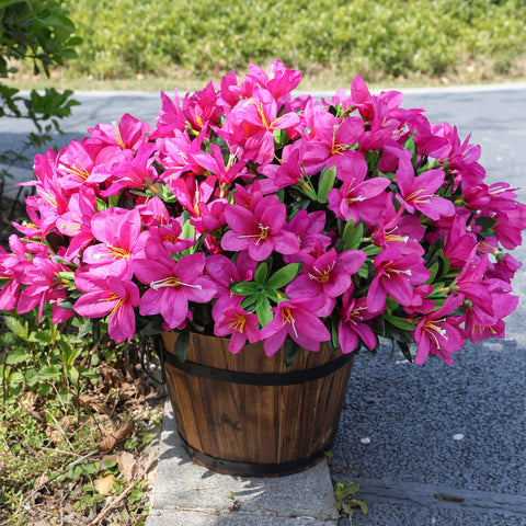 INSPRING azalea leaves in macro view highlight lush foliage for a natural look.