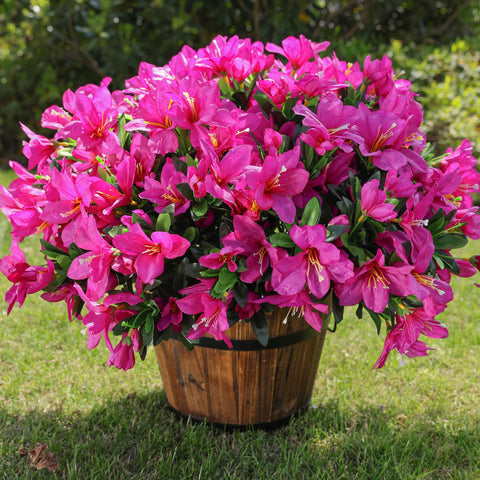 INSPRING azalea silk blooms in three bundles ready for outdoor arrangement and display.