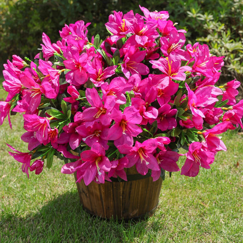 INSPRING azalea along a garden walkway provides maintenance-free charm.