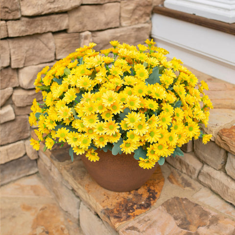 INSPRING maintenance-free outdoor flowers for outdoor spaces