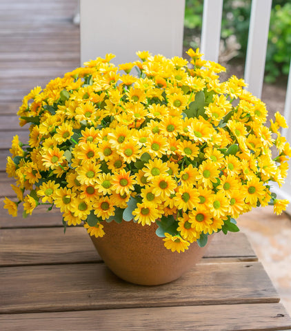 INSPRING Daisy outdoor bouquet in yellow for porch decor