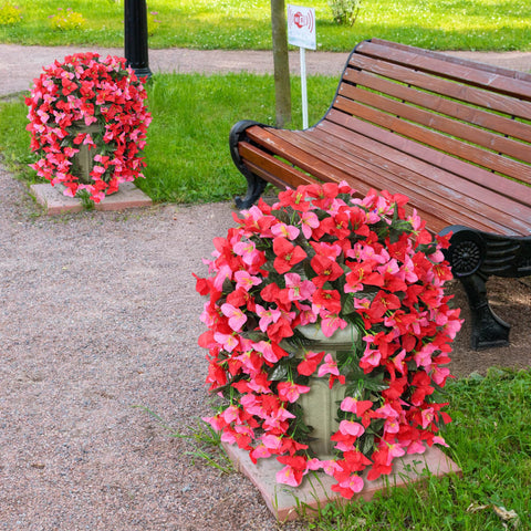 INSPRING outdoor bougainvillea vines brighten a sunny patio scene