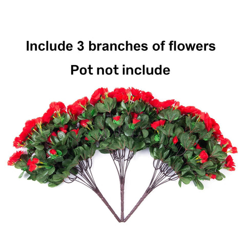 Ivydale outdoor camellia bundles suited for balcony display and low maintenance.