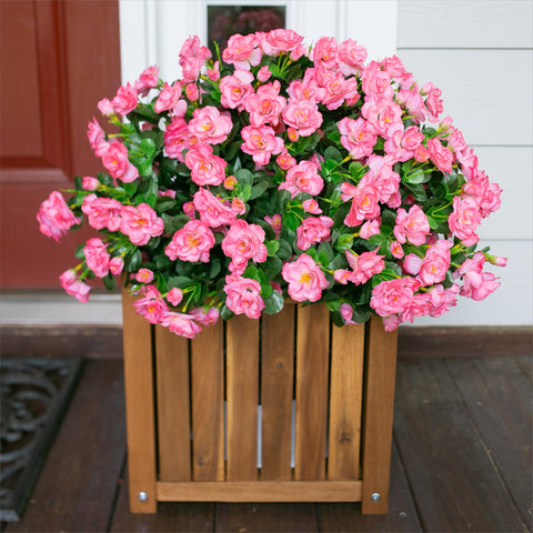 Ivydale camellia outdoor plants offer UV-resistant, fade-free beauty for sunny spaces.