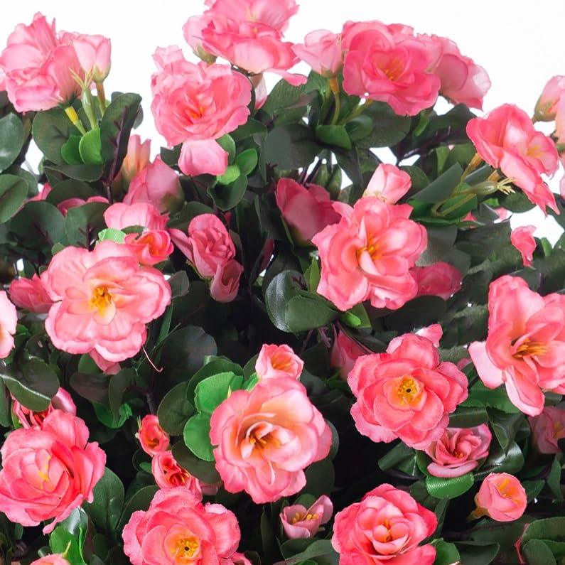 Ivydale camellia outdoor plants install in planters and pots with easy setup.