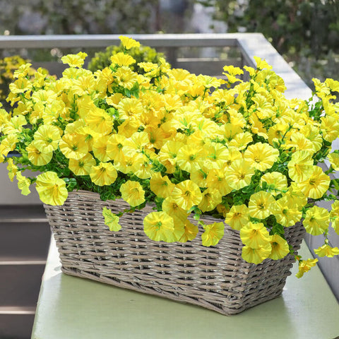 Ivydale morning glory with eucalyptus enhances porch planters with UV resistance.