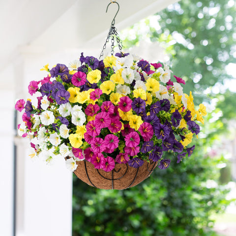 Ivydale silk morning glory clusters add vibrant, UV-resistant color to porches and patios