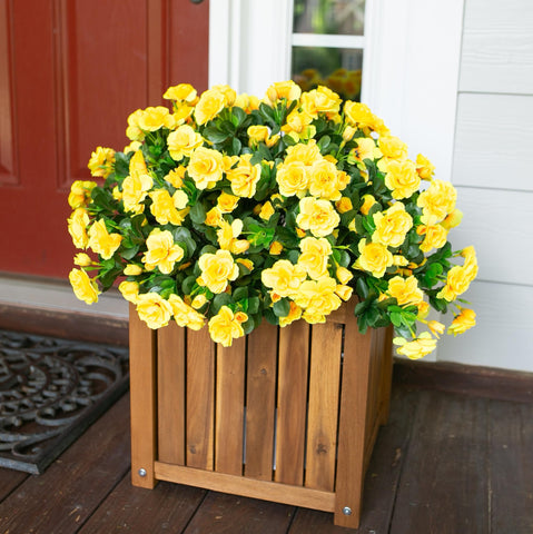 Ivydale yellow camellia outdoor plant maintains vivid color in sun