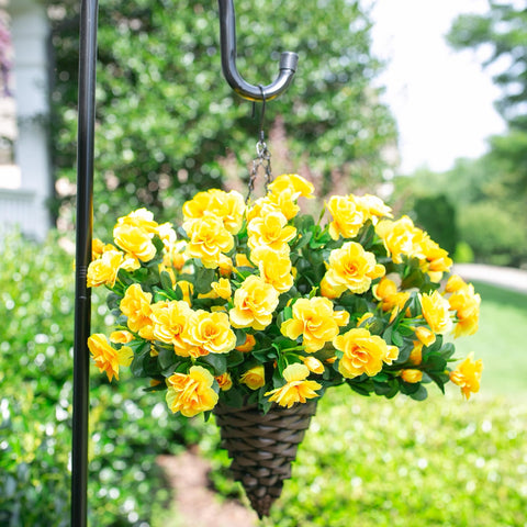 Ivydale camellia for planters fits porches balconies and garden edges