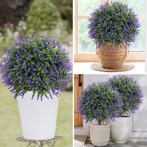 Jasmpig maintenance-free evergreen plant stays vibrant all year.