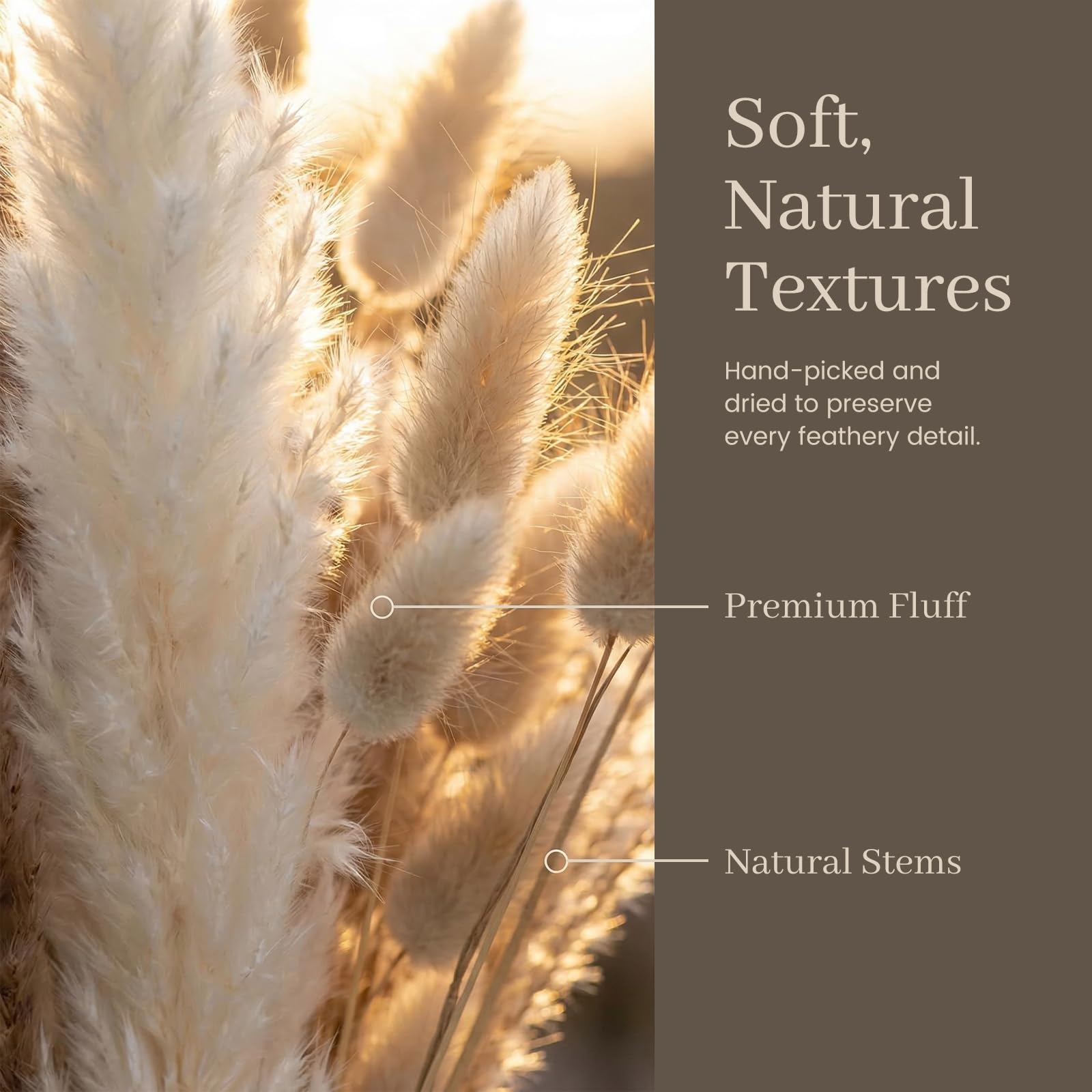 JOHOUSE care guide helps keep pampas fluffy and vibrant longer.
