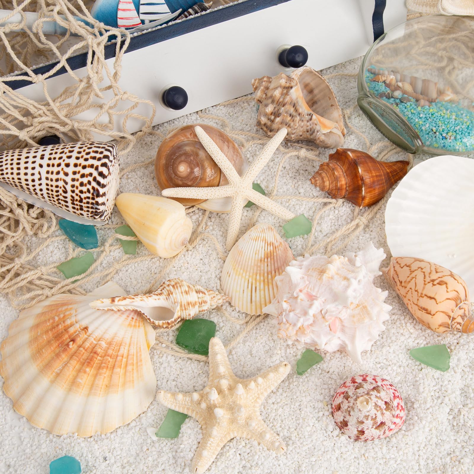 JQAQJU sea shells suitable for baby showers and tropical party decor