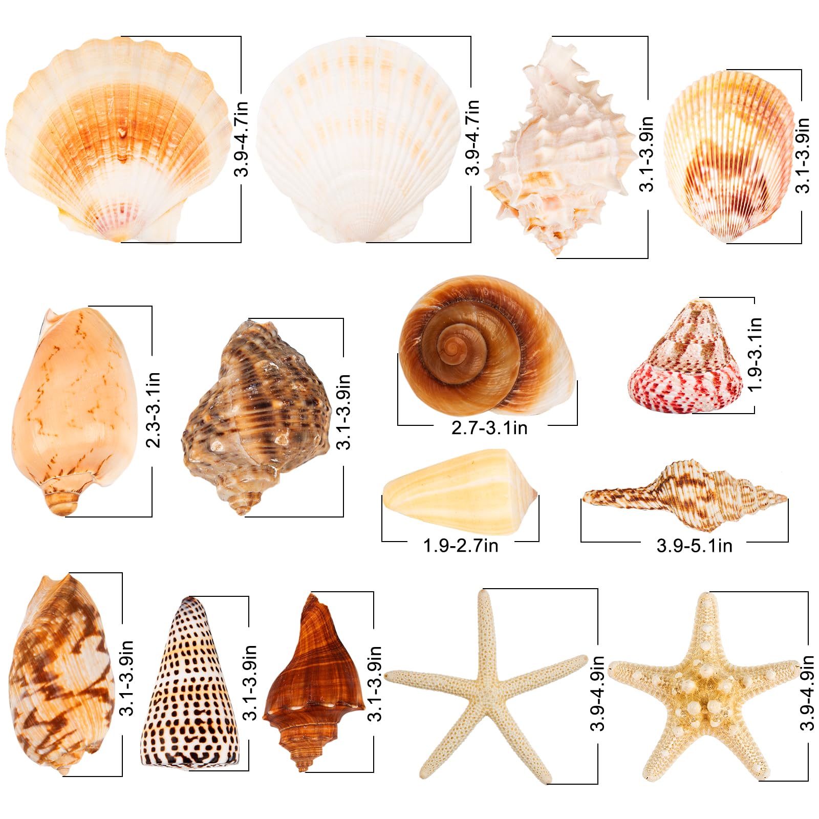 JQAQJU large seashells 2-to-75-inches provide dramatic focal points at events