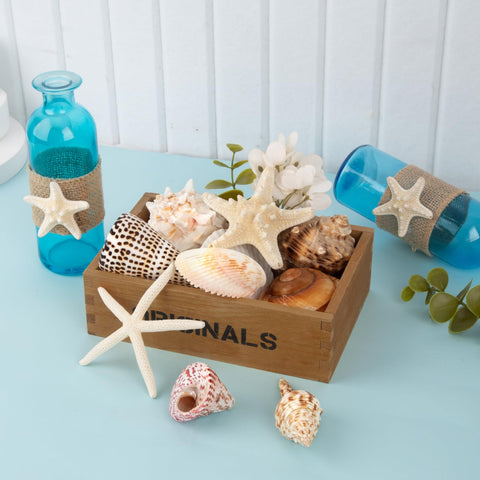 JQAQJU polished seashells add smooth texture to arrangements