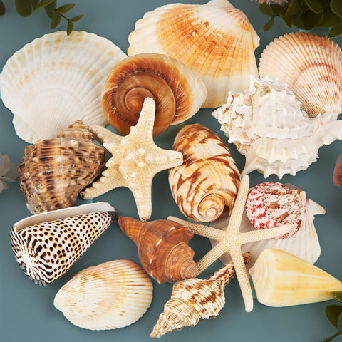 JQAQJU sea shells 15pcs real collection ideal for beach party decor and DIY crafts