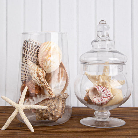 JQAQJU starfish-shells collection brings coastal charm to displays