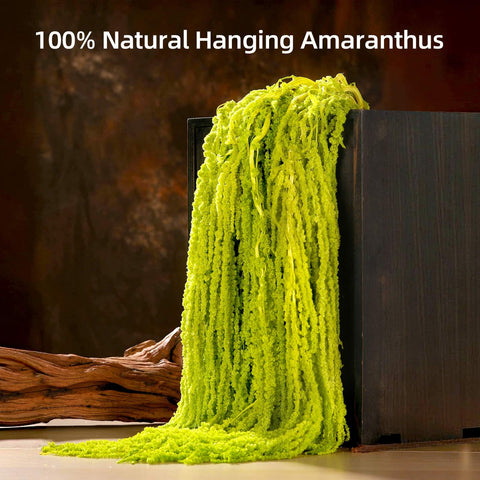 Jtoder preserved amaranthus stems close-up highlighting natural texture