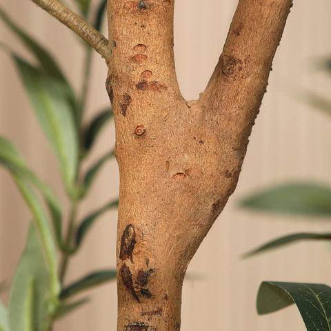 Kazeila 7ft indoor olive tree ideal for living rooms and offices