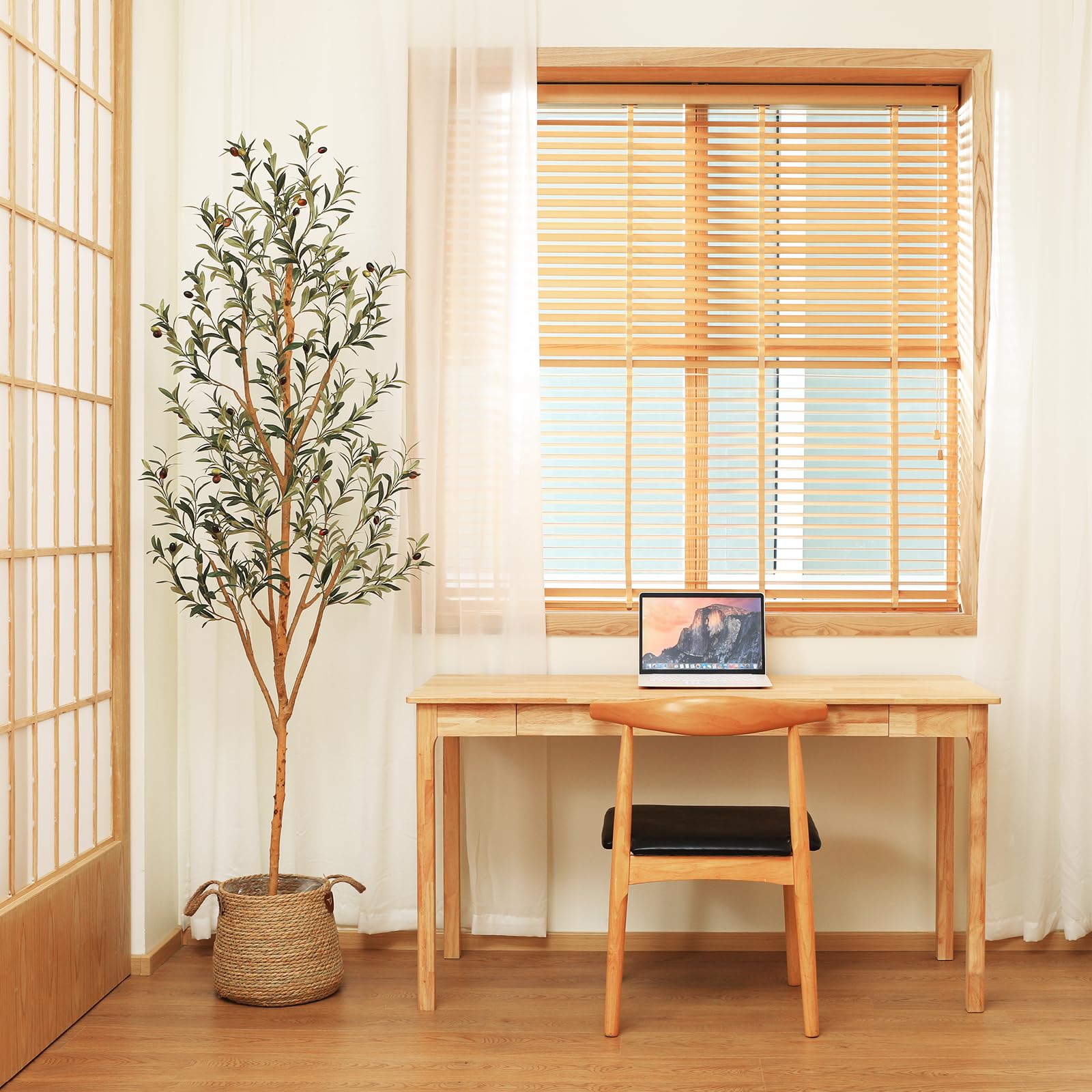 Kazeila 7ft low-maintenance olive tree with no watering required