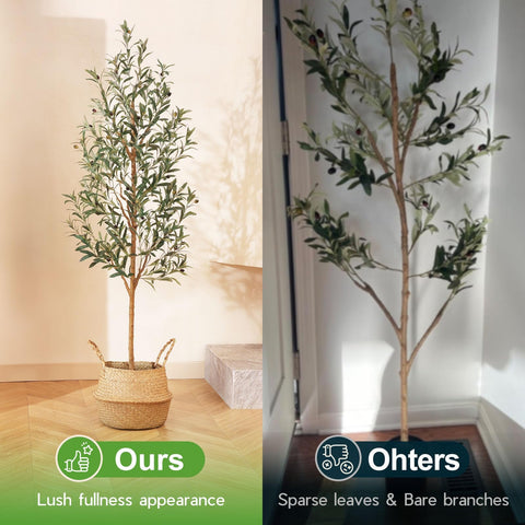 Kazeila olive tree in a living room corner as decor idea.