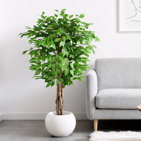 Keeplush indoor ficus tree adds a sunlit, lifelike presence to living rooms.