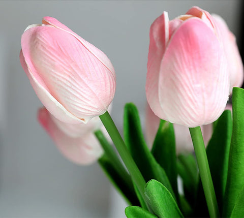 Kisflower pink tulips velvety texture enhancing fresh look in spaces
