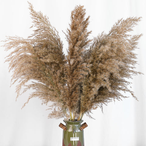 Kocat pampas grass care card with tips to preserve fluff.