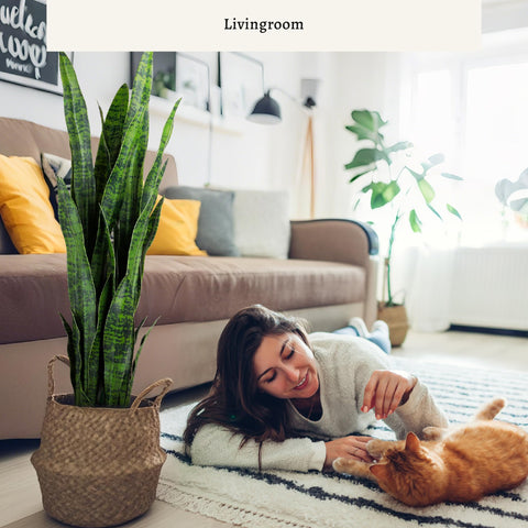 KOL artificial snake plant pot detail, sturdy cement base for stability.
