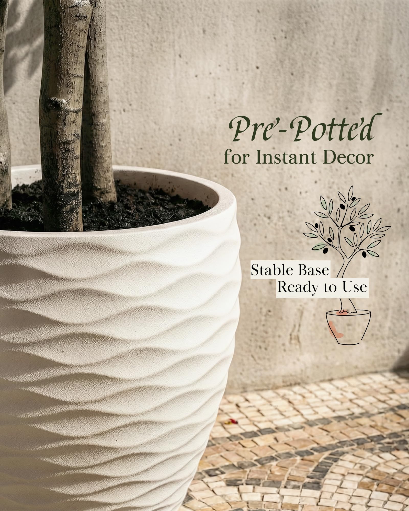 KOL olive tree matte designer pot provides stable, modern display.