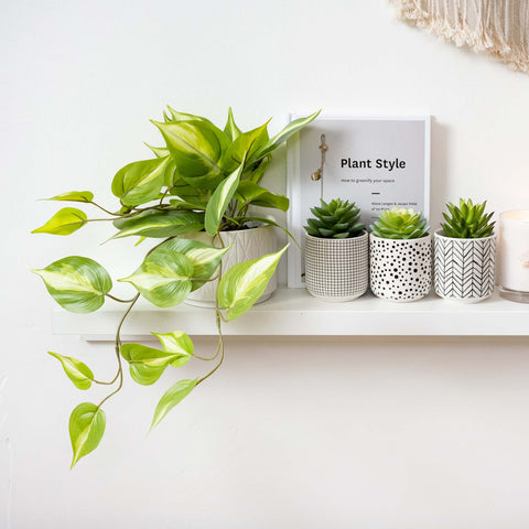 Kurrajong Farmhouse pothos in 5-inch ceramic pot for elegant corners