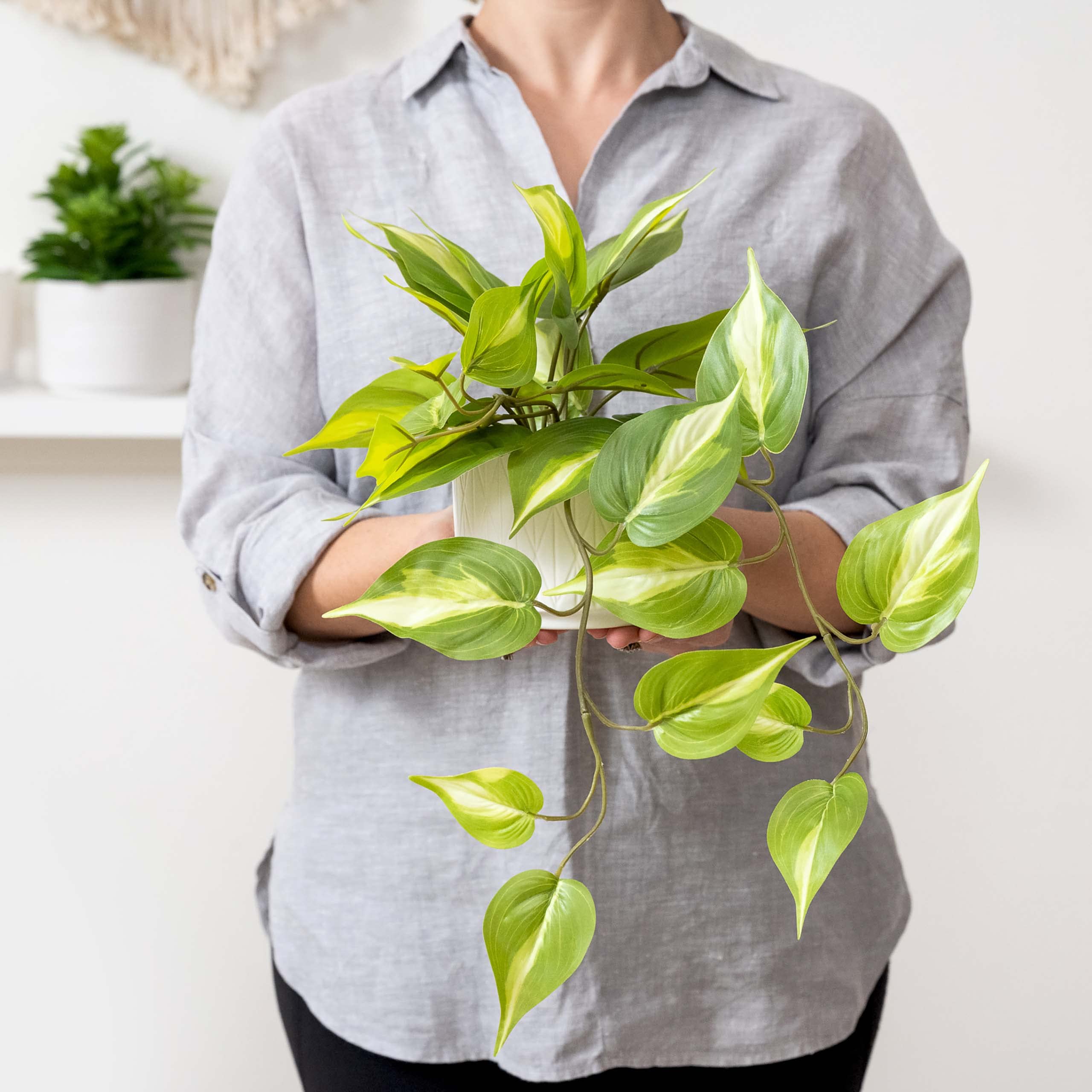 Kurrajong Farmhouse trailing pothos in living room decor with zero maintenance