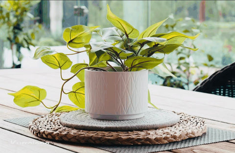 Kurrajong Farmhouse faux pothos ideal for shelf styling and mood