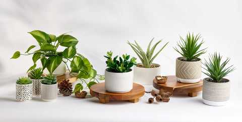 Kurrajong Farmhouse wooden pedestal stand adds warmth to plants and decor.