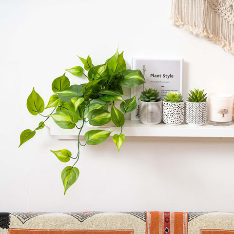 Kurrajong Farmhouse pothos in white ceramic pot offers stable, decorative centerpiece.