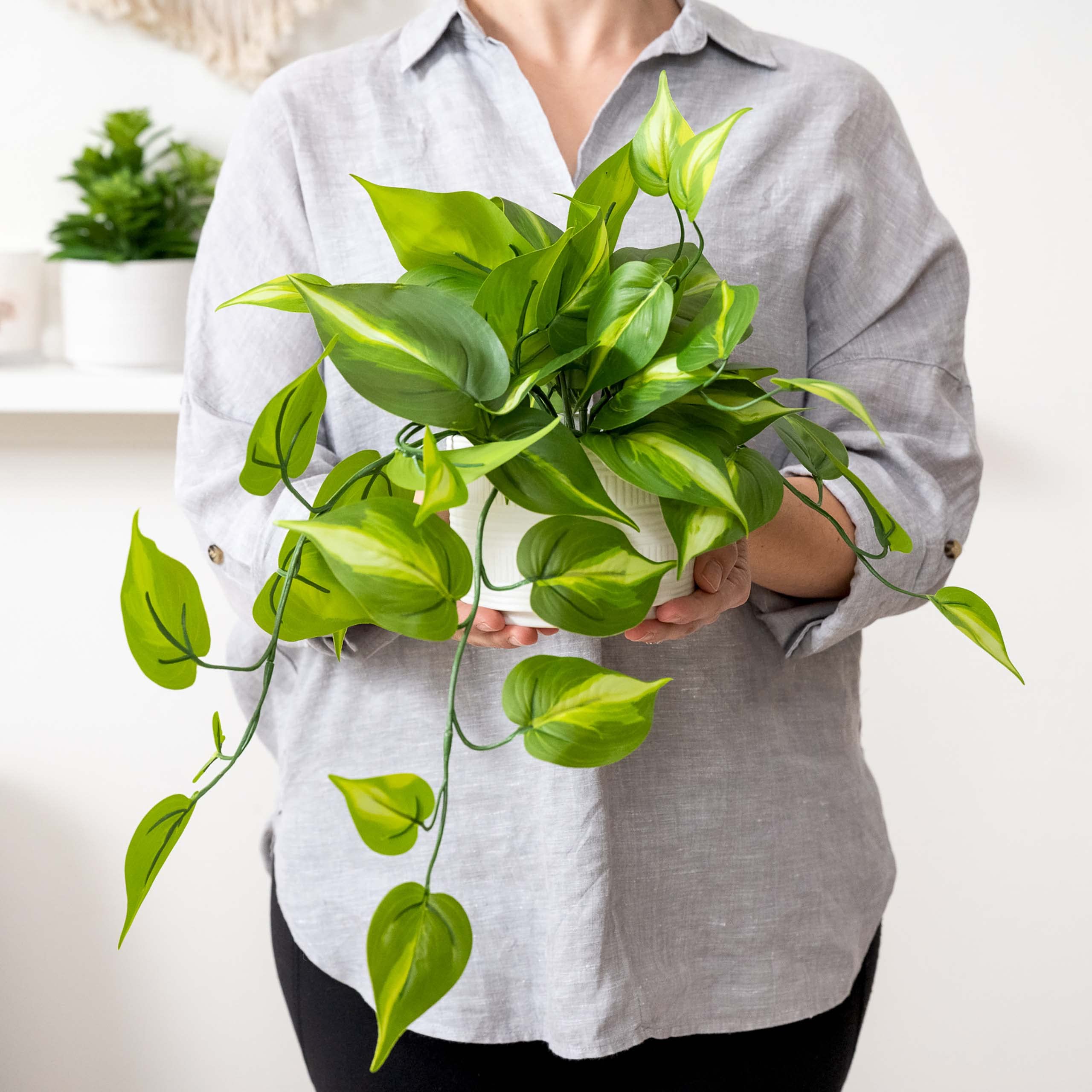 Kurrajong Farmhouse trailing pothos vines ideal for shelves or bookcases.