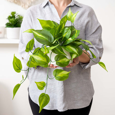 Kurrajong Farmhouse trailing pothos vines ideal for shelves or bookcases.