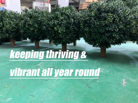 Kyesyes boxwood ball bush two-pack offers decorative versatility.